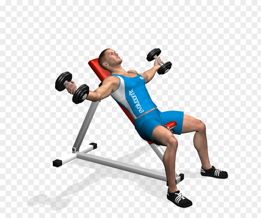 Dumbbell Bench Shoulder Pectoralis Major Fly PNG