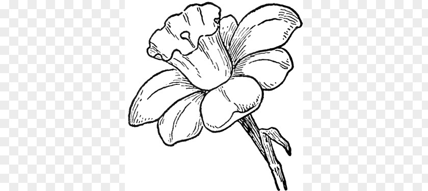 Flowers Drawings Drawing Flower Pencil Sketch PNG