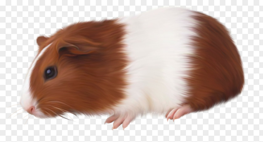 Guinea Pigs Hamster Pig Rodent Vietnamese Pot-bellied PNG