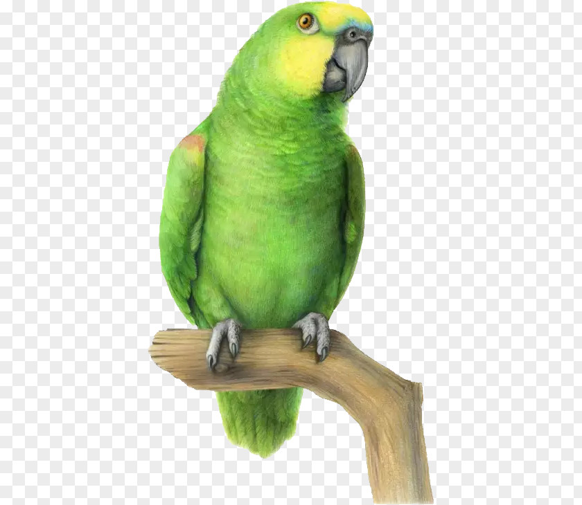 Hand-painted Parrot Budgerigar Lovebird Parakeet PNG