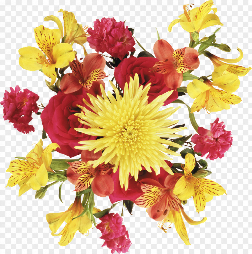 Chrysanthemum Flower Photography PNG