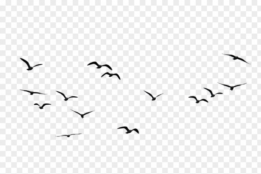 Flock Of Birds Bird Goose Flight Clip Art PNG
