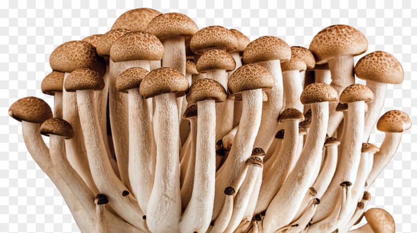 Fungi Edible Mushroom Fungus Medicinal Vegetable PNG