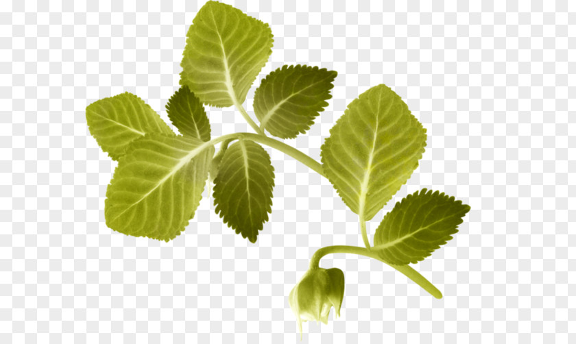 Leaf Herbalism Tree PNG