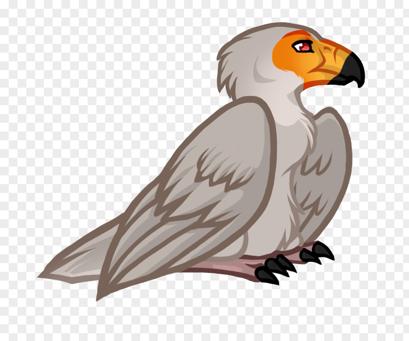 Owl Vulture Hawk Beak PNG