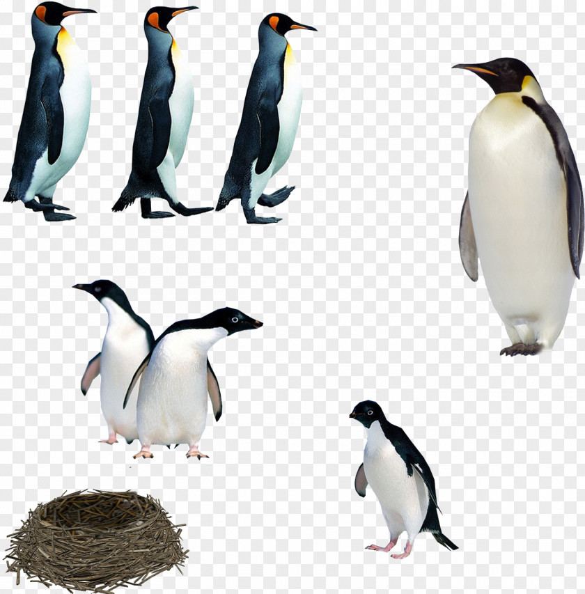 Penguin IPhone 5s Club 6 PNG