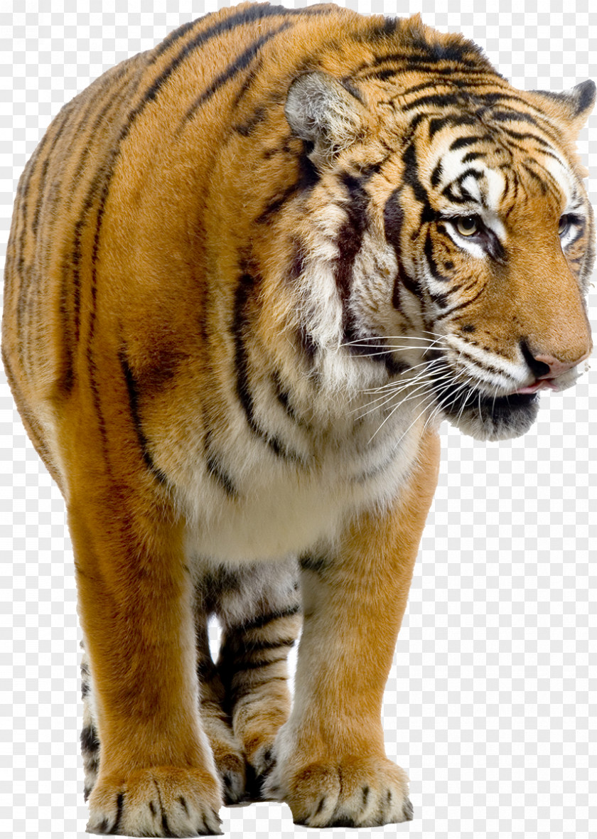 Tiger Bengal Siberian Felidae Stock Photography PNG