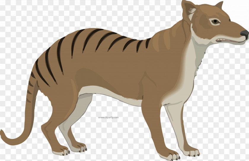 Tiger Ty The Tasmanian Devil Gray Wolf Cat PNG