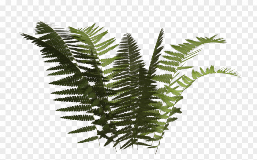 Fern Plant Leaf PNG