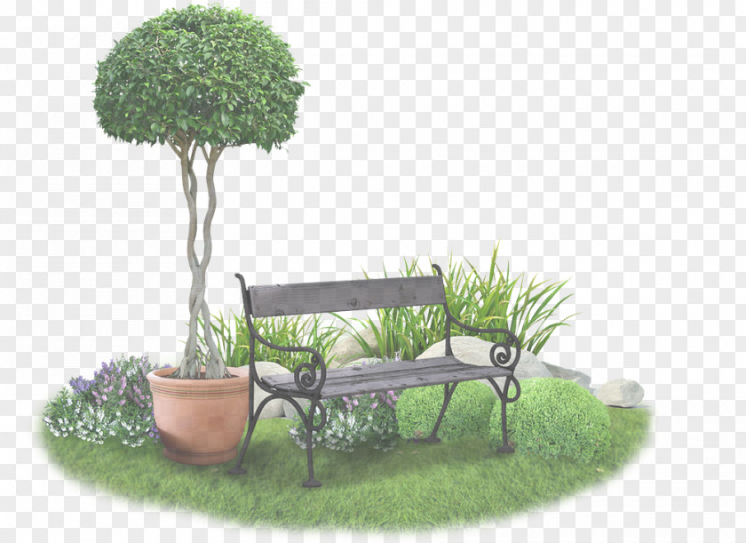 Grass Family Shrub Flowerpot Tree Houseplant Plant PNG