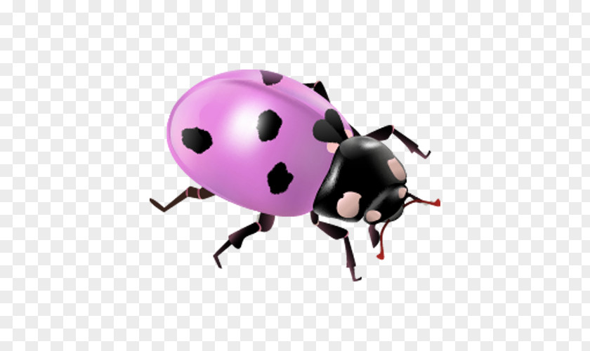 Spotted Beetle Clip Art PNG