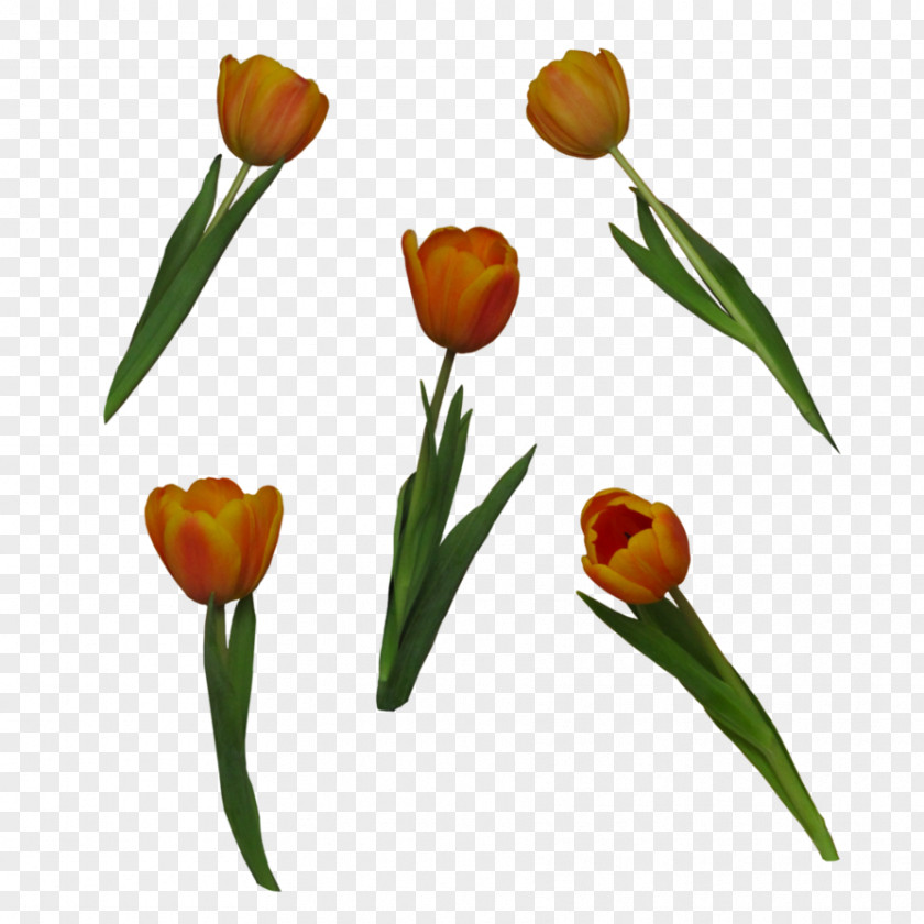 Tulip Flower DeviantArt Clip Art PNG