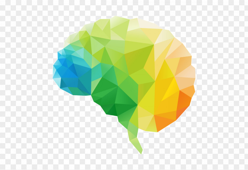 Brain Human Polygon Lateralization Of Function PNG