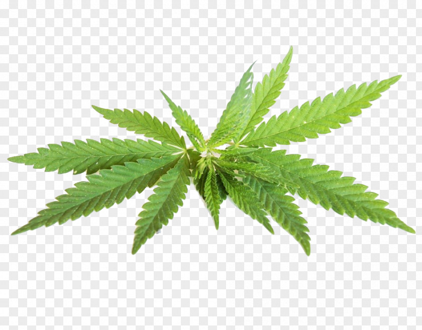 Cannabis Twigs Sativa Hemp Oil Cannabidiol PNG
