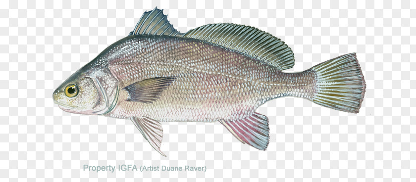 Common Carp Tilapia Freshwater Drum Barramundi Fresh Water Fish PNG