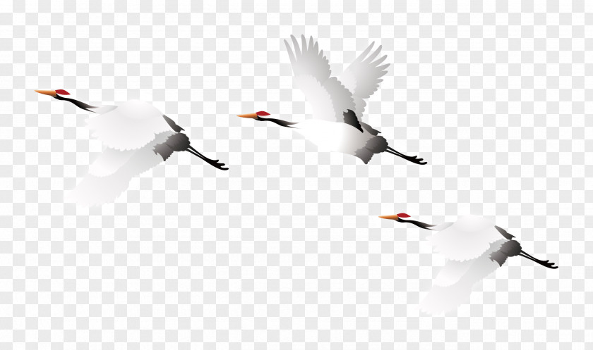 Crane Vector Bird PNG