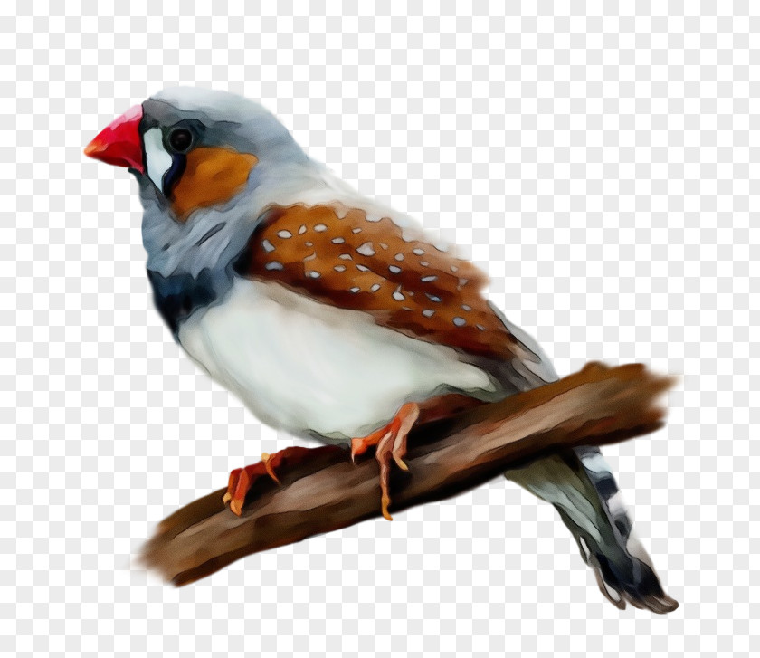 Finch Songbird Robin Bird PNG