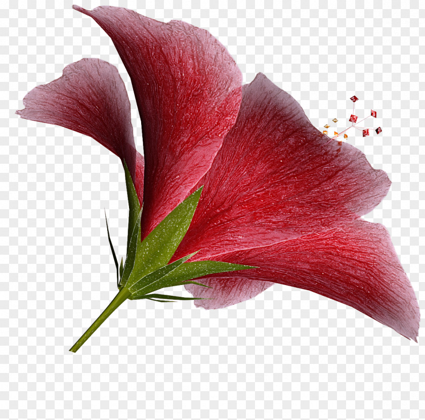 Flower Plant Petal Red Anthurium PNG