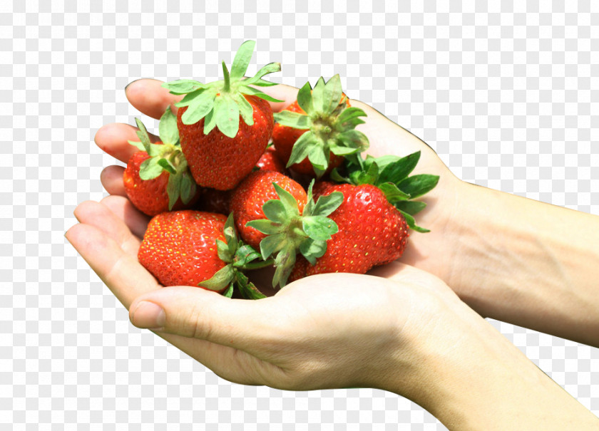 Hands Holding Strawberry Picking Picture Material Aedmaasikas Google Images PNG