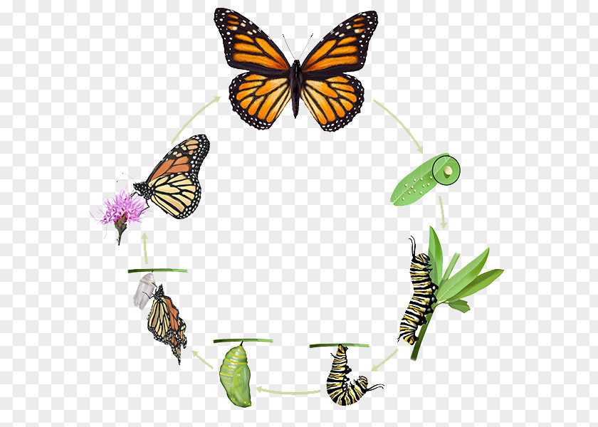 Life Cycle Monarch Butterfly Insect Biological Pupa PNG