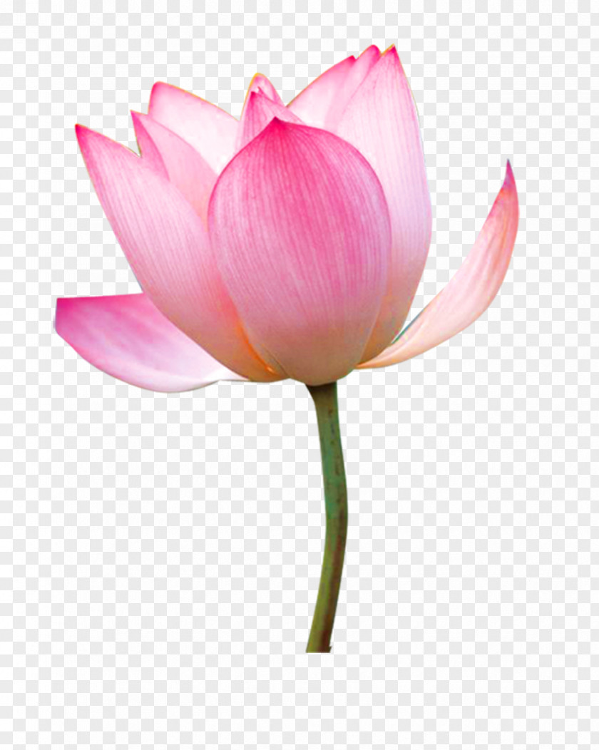 Lotus Nelumbo Nucifera Tea Paper Flower PNG