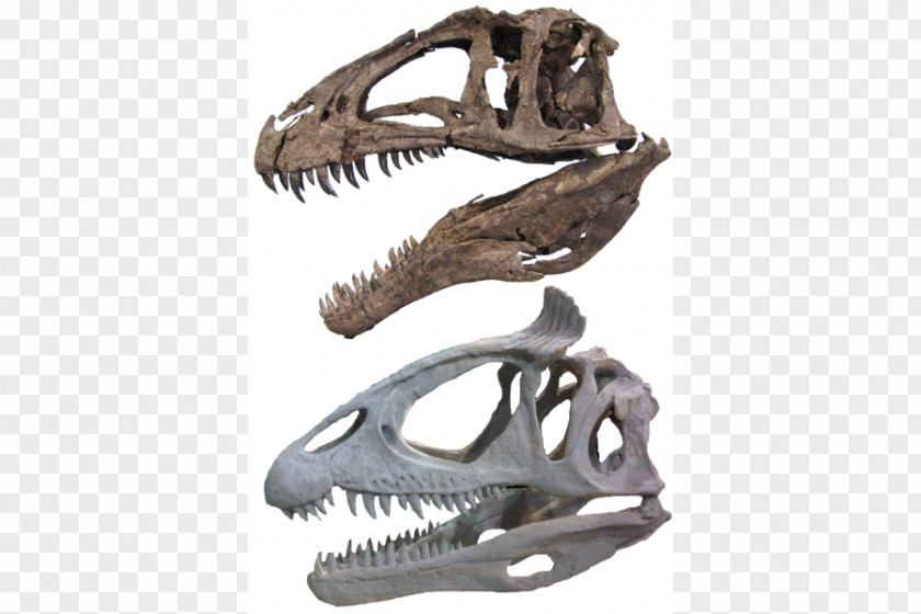 Skull Acrocanthosaurus Carcharodontosaurus Tyrannosaurus Spinosaurus Torvosaurus PNG