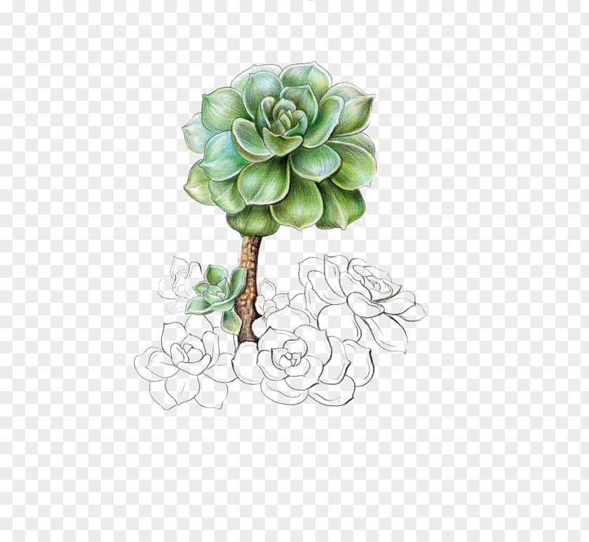 Succulent Plants Plant Graptopetalum Paraguayense Illustration PNG