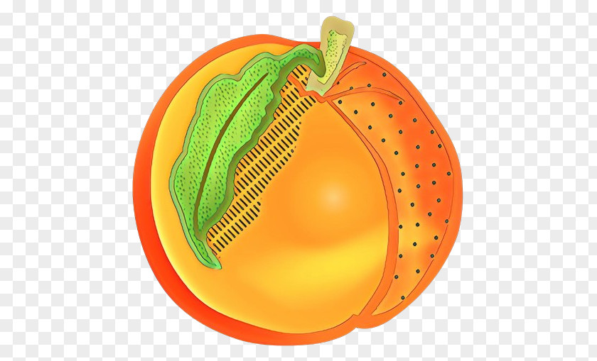 Winter Squash Pumpkin PNG