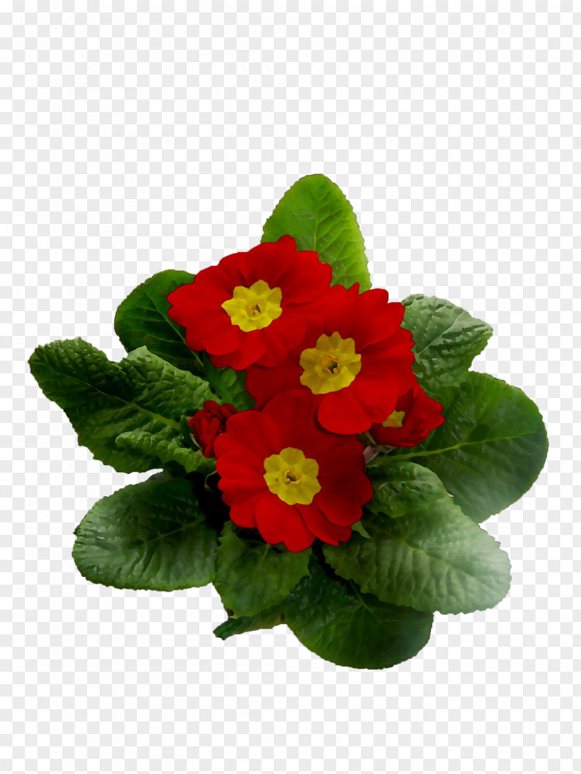 Primrose Annual Plant Plants PNG