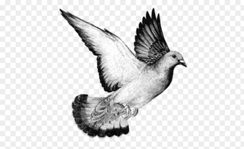 Bird Columbidae Homing Pigeon Drawing Release Dove PNG