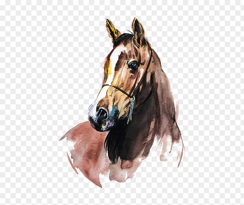 Painting Arabian Horse Watercolor Art PNG