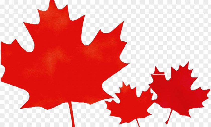 Plane Plant Canada Maple Leaf PNG