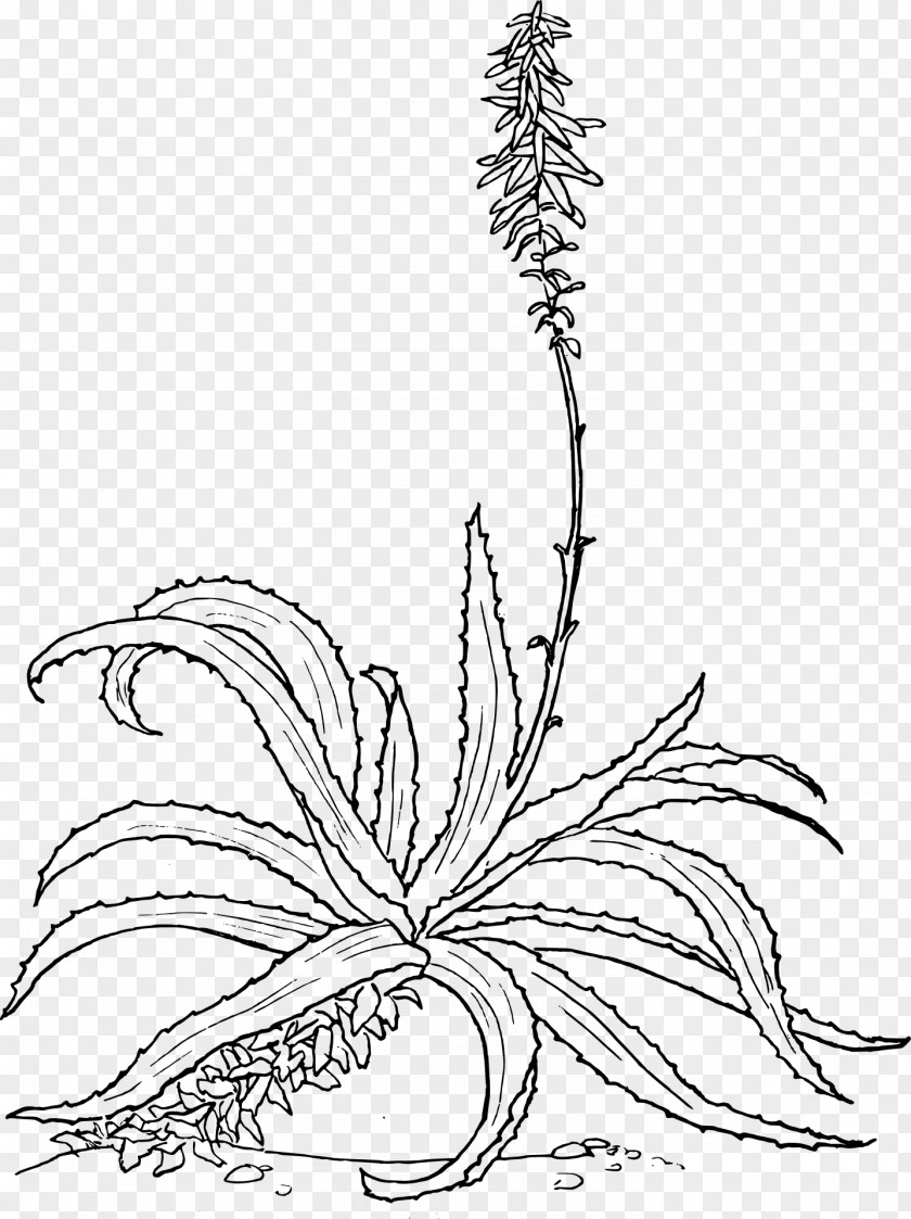 Plant Aloe Vera Drawing Botanical Illustration Arborescens PNG