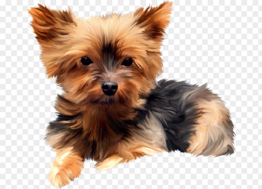 Puppy Yorkshire Terrier Australian Silky Morkie Norwich PNG