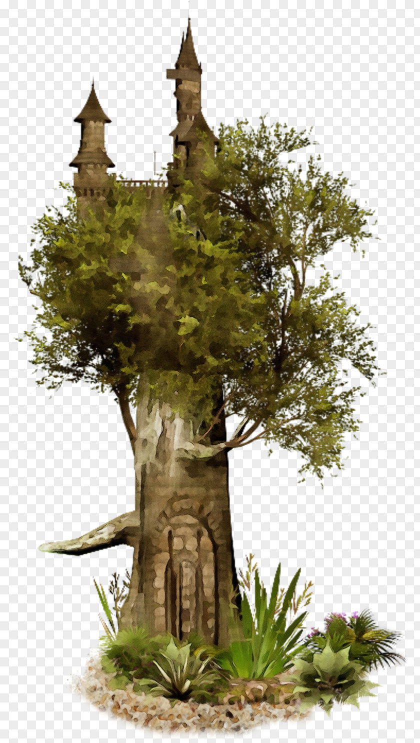 Tree Vegetation Plant Woody Trunk PNG