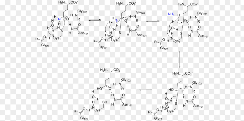 Amidophosphoribosyltransferase Glutamine Amidotransferase Phosphoribosyl Pyrophosphate Glutaminase Enzyme PNG