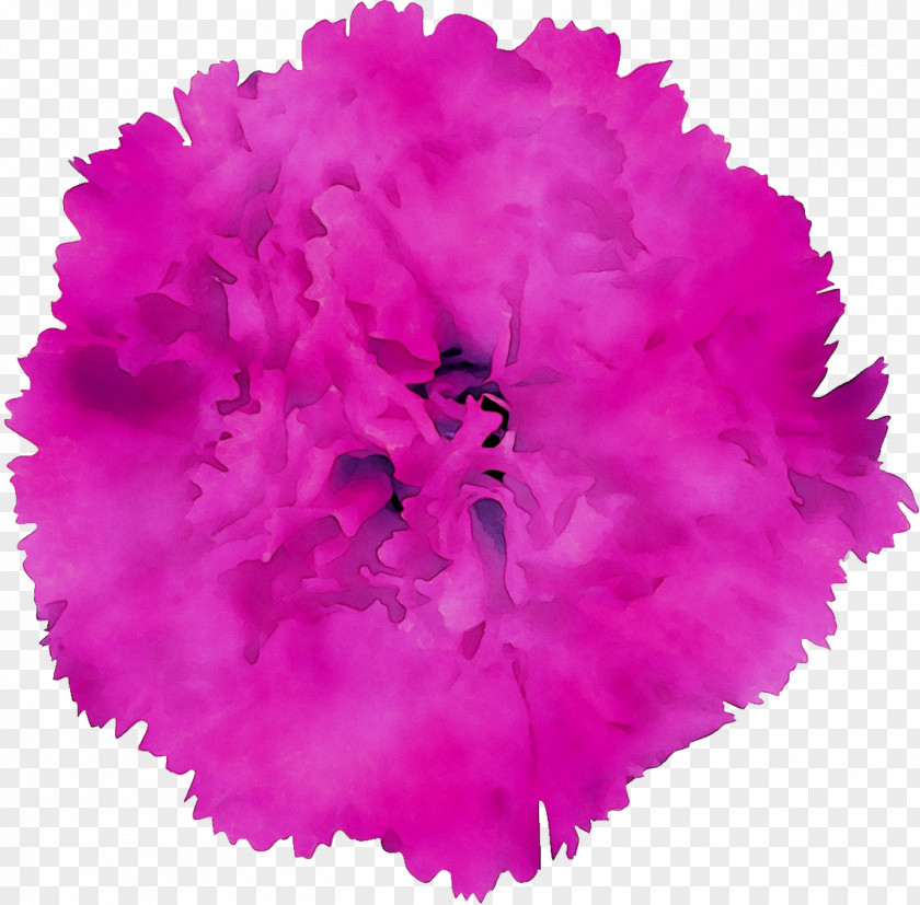 Carnation Cut Flowers Pink M RTV PNG