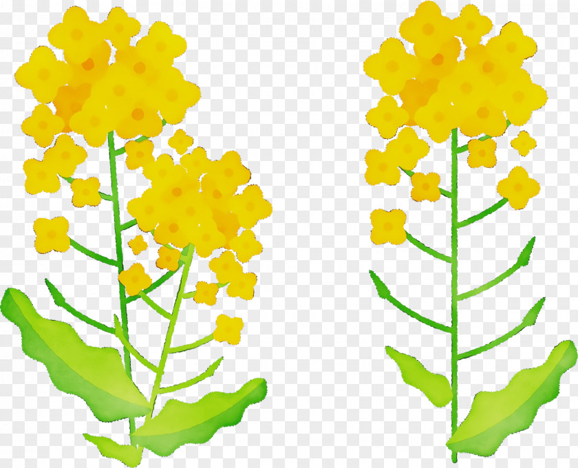 Cut Flowers Plant Stem Leaf Petal Flower PNG