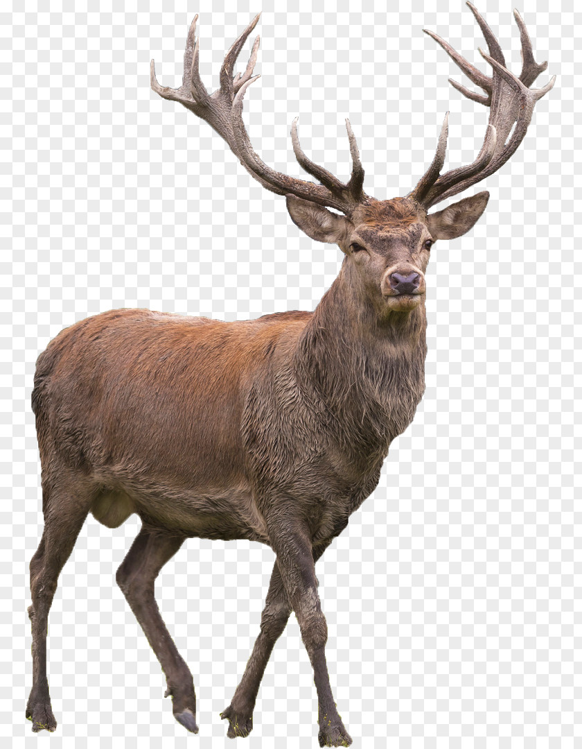 Deer Red Elk Barasingha PNG