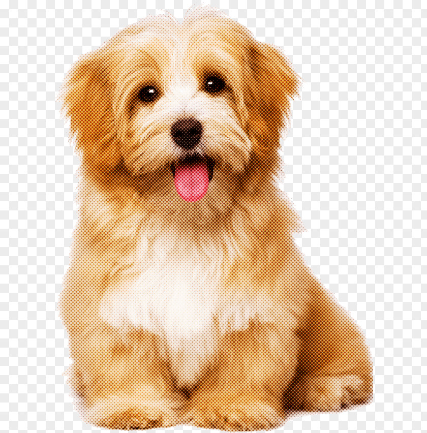Dog Puppy Maltepoo Lhasa Apso Havanese PNG