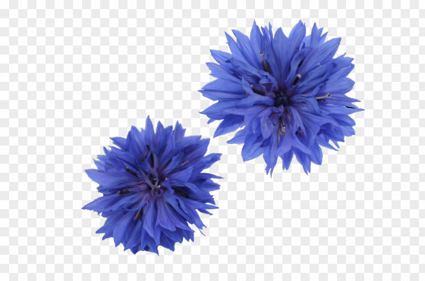 Herbes Cornflower Dianthus Cut Flowers Common Sunflower PNG