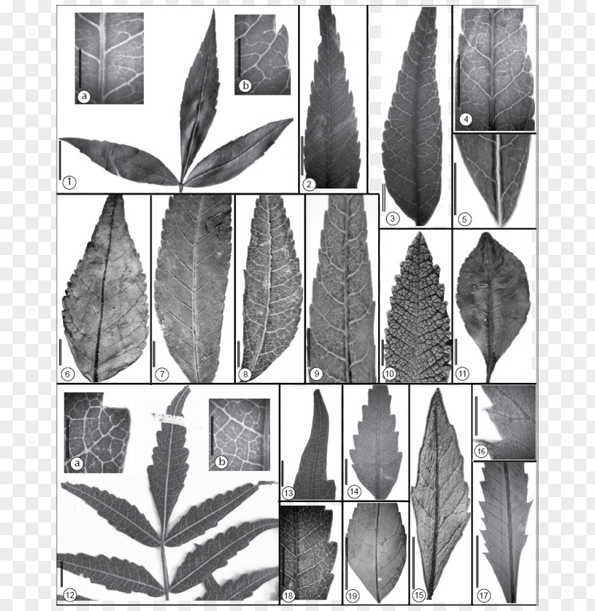 Serrated Leaves Leaflet Maastrichtian Plant PNG