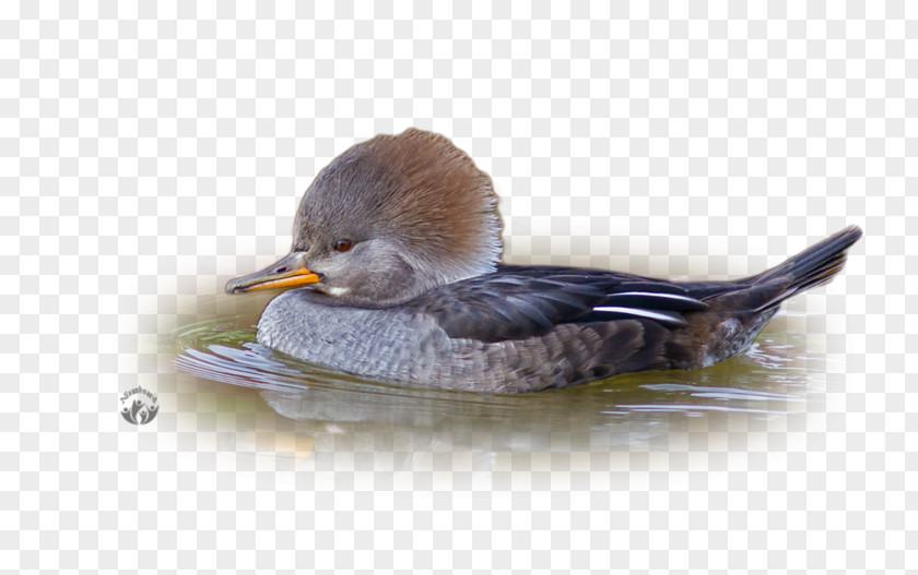 Duck Mallard Seaducks Bird Common Merganser PNG