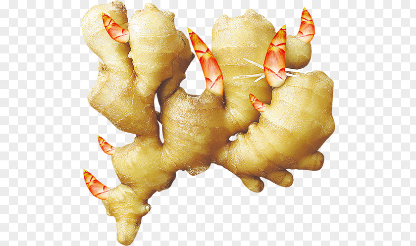 Ginger PNG