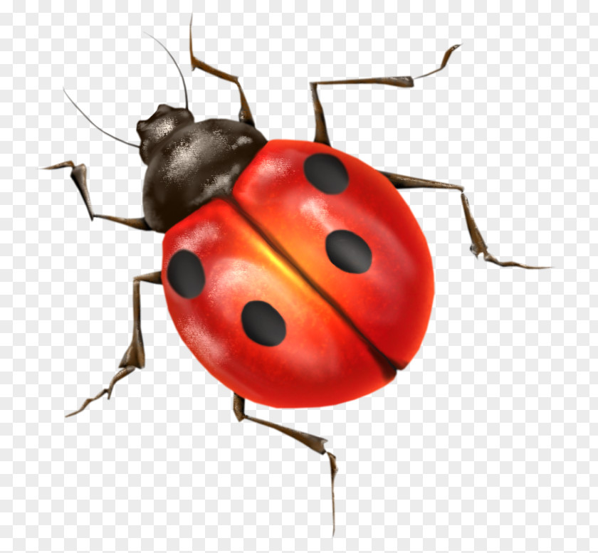 Insect Ladybird Clip Art PNG