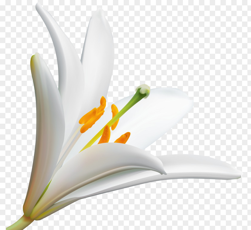 Lily Desktop Wallpaper Clip Art Flower PNG