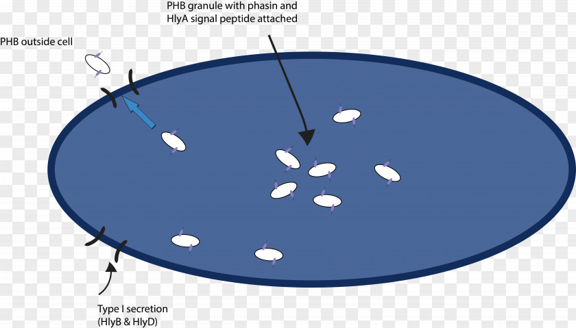 Secretion Gel Electrophoresis Protein Purification Brevibacillus PNG