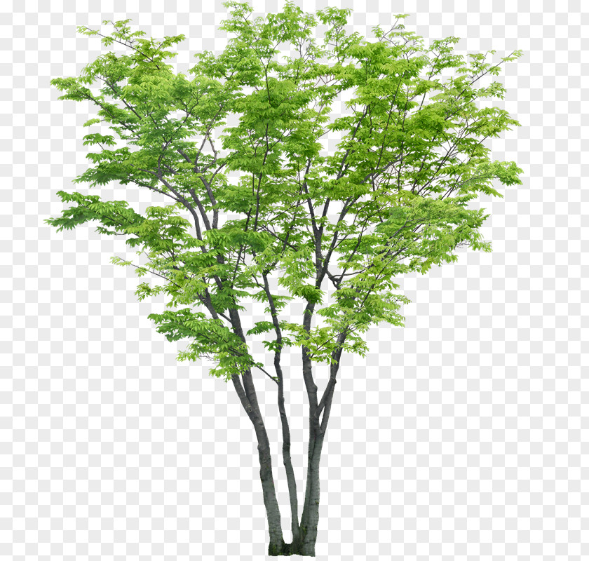 Tree Shrub Woody Plant Clip Art PNG