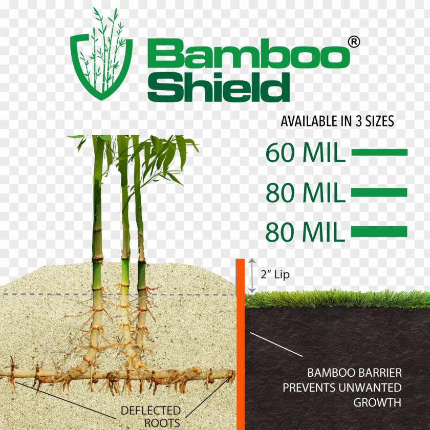 Bamboo Fence Bisset's Grasses Root Barrier Tree PNG