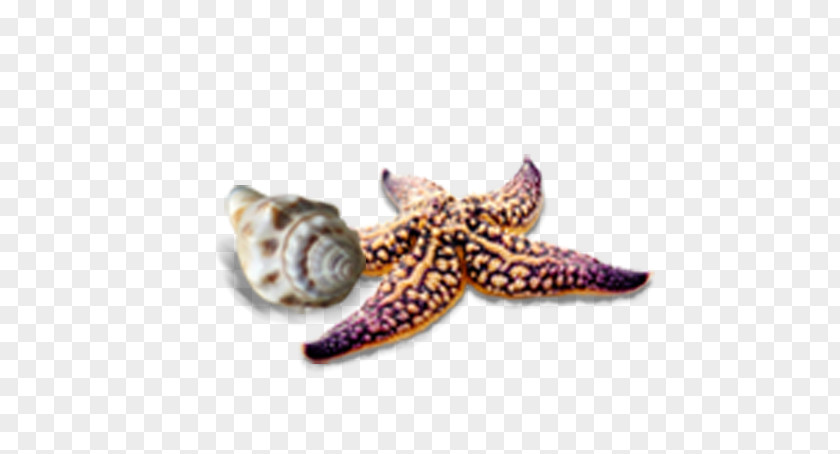Conch Lotos Travel Starfish Icon PNG